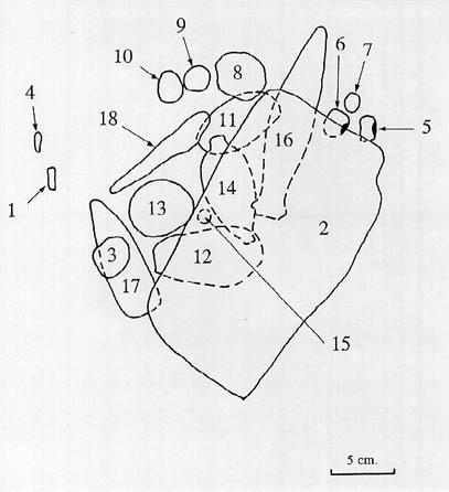 Charmstone Cache 45 The Cache A cache (Feature 1; Fig. 4) was discovered in the 20 to 30-cm. level of TU-2 (see Fig. 2).