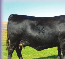 The Angus Cow
