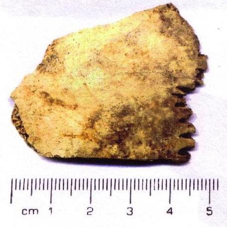 Two fragments of human bone were also recovered, one form field 2 and one from