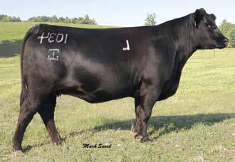 Shady Brook Foundation Females Shady Brook Donna 2031 / Lot 6A 2013 Featuring a daughter and embryos from the $22,000 top-selling donor of the 2010 Coleman Angus Sale, Donna 772 sired by Pure Product
