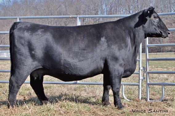 9280. The dam of Lot 44 posts a WR 2@104 and a YR 1@104 while carrying ultrasound ratios IMF 24@101 and REA 24@100. Nine daughters of Forever Lady 9280 maintain a combined WR 13@102.