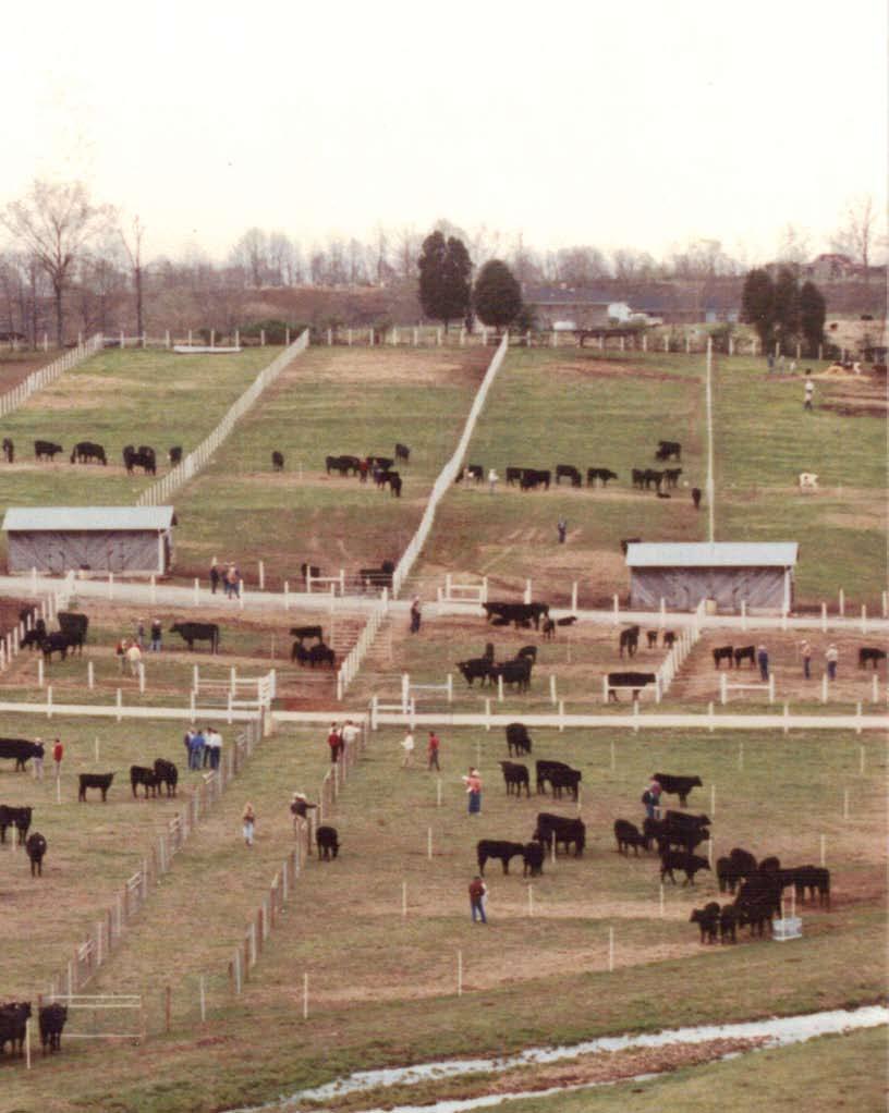 Shady Brook Angus Farm The third chapter of Shady Brook under the management of Dave Nordin began with the purchase of the entire 1989 bred heifer crop from the McCumber Angus herd in North Dakota