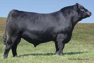 Shady Brook Rita Shady Brook Rita 1028 / Lot 1 2013 SELLING ONE-HALF INTEREST Rita 1028 is one of the most powerful and complete females to ever headline the Shady Brook sales and she combines the