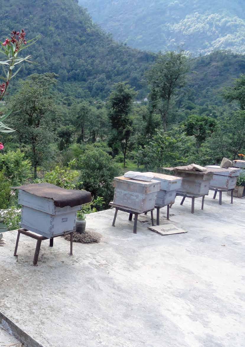 Beekeeping Training for Farmers in