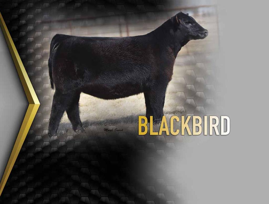 P V F PVF Blackbird 5008 This many times champion female who was selected Reserve Early Winter Calf Champion of the 2016 NWSS is produced from a full sister to the dam of Lot 12.