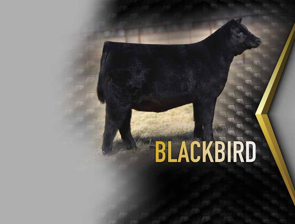 PVF Blackbird 5013 The 2016 Houston Stock Show Reserve Grand Champion Angus Femle is maternal sister to Lot 13.