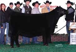 Blackbird 645. She is a full sister to PVF Blackbird 3071 who was selected Grand Champion Female of the 2014 NAILE and the 2015 Fort Worth Stock Show.