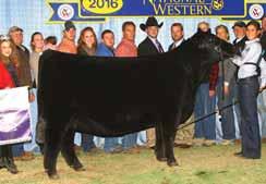 PROVEN QUEEN SISTERS FCF Proven Queen 419 This maternal sister to Lots 16 and 17 was named Grand Champion Female of the 2016 National Western Stock Show.
