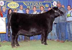 She is also a maternal sister to the $25,000 one-half interest PVF Visionary 3082, the $27,000 PVF Lucy 1198, the $25,000 PVF WB Lucy 2079, the $28,000 PVF Lucy 4175, and the $35,000 one-half