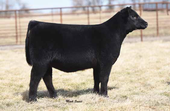 42 This stylish PVF Insight 0129 daughter descends from the proven Ellen cow family and is a maternal sister to the $10,000 PVF Ellen 3193 and she is backed by the same productive cow family that