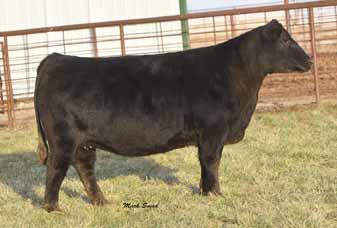 86 LOT 32 - WB PVF Lucy R321 This full sister to Lot 33 is also a full sister to the $28,000 PVF Lucy 4175 who was selected as a Division Champion at the Eastern Regional Junior Show as well as being