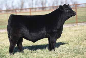04 This impressive smooth made, square hipped son of the popular and proven Barstow Cash offers a Calving Ease EPD profile that also excels for growth and carcass traits.