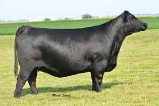 MISSIE SISTERS PVF Missie 0084 Daughters of this powerful donor sell as Lots 1-7.
