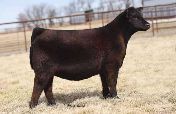 These two impressive flush sisters are also flush sisters to Lots 1 and 4 and maternal sisters to Lots 5, 6, and 7 combining the $255,000 one-half interest and many