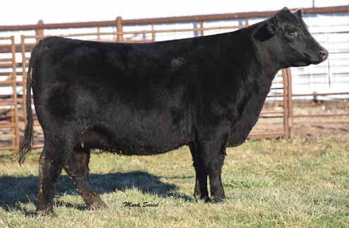 THE MISSIE COW FAMILY LOT 7 - PVF Missie 4073 LOT 8 - PVF Missie 3134 This two-year old daughter of the PVF and EXAR herd sire C&C Priority 1428B EXAR is a full sister to the 2015 NJAS Grand Champion