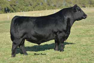 Sells with a BULL calf at side (Lot 7A) born 2/5/16 sired by MOORE FT. KNOX. 7 C&C PRIORITY 1428B EXAR PVF MISSIE 0084 PVF Missie 4073 Cow 18012735 tattoo: 4073 calved: 03.22.