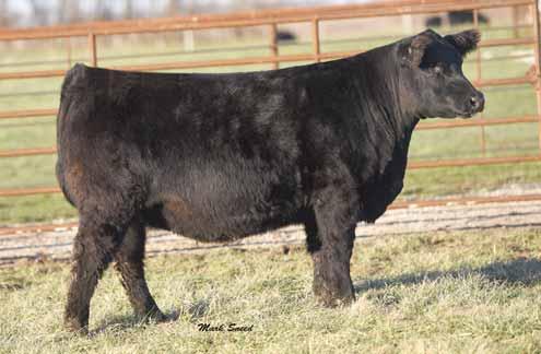 65 PVF Insight 0129 This Prairie View Farms bred herd sire is one of the most popular bulls in the Genex/CRI AI stud and has seen heavy use throughout the breed as he offers a unique EPD combination