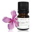 90 organic carnation Dianthus caryophyllus The warm, resin, animalic notes of this resin recall the smell of incense.