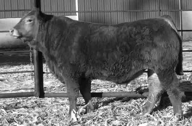 34.28.15.13.13.14.13 P P P P %Rank 15 20 30 50 30 35 30 40 DNA 7 5 7 7 7 5 5 8 4 7 6 8 2 This big stout bull was in our Mar. Denver Pen.