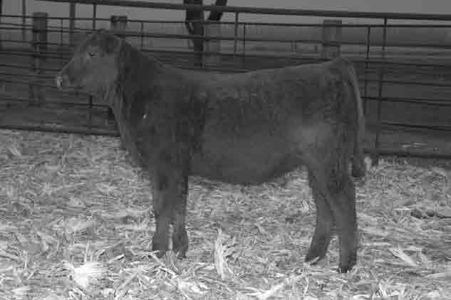 12.12.13 P P P P %Rank 50 50 50 20 35 25 DNA 7 5 4 8 8 6 5 5 7 5 5 7 1 This homo black heifer has a neat front end and good depth of body.
