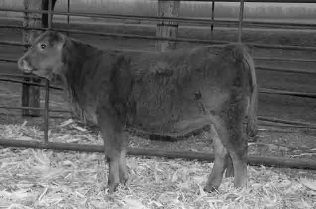 10 P P P P %Rank 25 40 40 50 15 40 20 DNA 5 6 4 6 6 4 5 4 4 6 4 6 1 This homo polled and homo black heifer will make a great cow as well as a good show heifer.