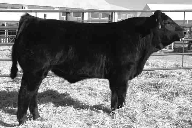 12 P P P P %Rank 5 10 40 25 5 30 6 10 25 30 DNA 6 5 4 7 7 6 7 4 5 7 7 6 2 Yes Man was another favorite in our Mar. Denver pen. He ranks above 40% in 10 out of 12 EPD traits. Home Polled and Homo lack.