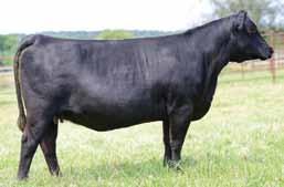 perfect uddered. She ranks in the top 2 % of the breed for and and top 10% for docility. She offers an different pedigree allowing for multiple mating options with mainstream sires.