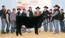 OBCC Legend 918B 2015 Reserve Champion AJSA Eastern Regional Owned by Campbell Show Calves/ Jackson