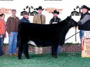 Favorite OBCC Wakanda 907B 2015 Missouri State Fair Reserve Senior Heifer Calf Owned By Nick Andrews