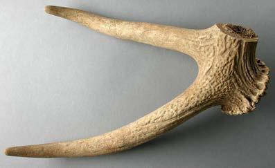 York Archaeological Trust 115 or the main body of the antler: the curved parts, including the tines and the top or crown, could not be used to make combs and so these were usually discarded, as was