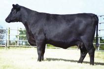 bred and open heifers,