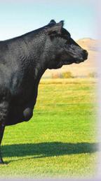 The Angus Cow