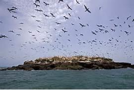 Brown Pelicans in Flight over the Island Pelican Island Isla de Alcatraces In 1775 most of the Pacific Coast was open to exploration and mapping by various countries seeking to expand their