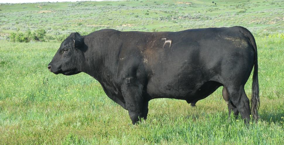 REFERENCE SIRES Cole Creek Juanada Lad 8W Calved: 02-22-2009 - Tattoo: 8W Registration No.