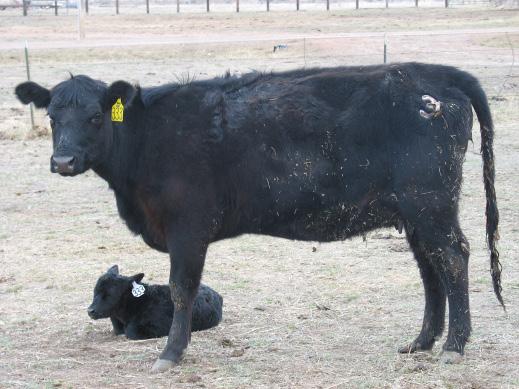 REFERENCE SIRES S Mc Juanada Lad 8w of 815 Calved: 04/21/11 - Tattoo: 1815 Registration No.
