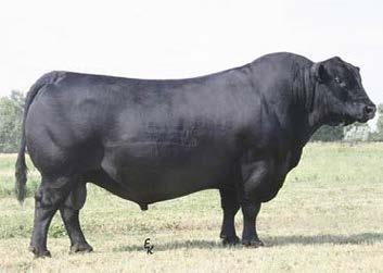 * Polled *AI Sired * DNA Tested * Fertility Tested *BVD Tested Negative 7th Annual Share The Gold Raising Seedstock Since 1992 Bull Sale * 1st Breeding