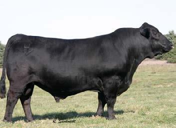Females can get it done and rebreed without extra feed. We have Emblazon influences in many of our cow pedigrees. CED BW WW YW SC MK MB RE $EN $W $F $G $B +5 +3.4 +60 +107 +.14 +6 +.75 +.26 7.00 20.