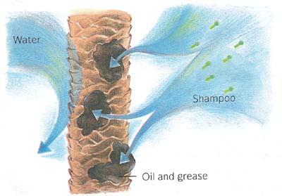 Lipophilic Is the tail of the shampoo molecule Is attracted to oil and dirt