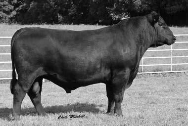 83 +21 +26 +41 +.56 +.81 Another extreme high growth son of Weigh Up who posted WR-114 and excels to the top of the breed for both WW and YW traits.