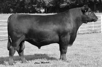 67 Calving ease with proven performance in this Ten X son who posted BR-99 and WR-105. His dam has produced highlight females through past DVF sales and the next dam back is a full sister to.
