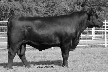 73 +.54 Proven low birth in this All In son who posted BR-91. He offers a pedigree stacking the very best in extreme carcass sires plus he is backed by the high maternal Rita cow family.