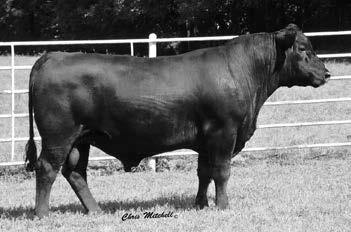 and for value. His two-year old dam is a granddaughter of the great GAR EXT 614 and sired by the breed-leading end product sire Ten X.