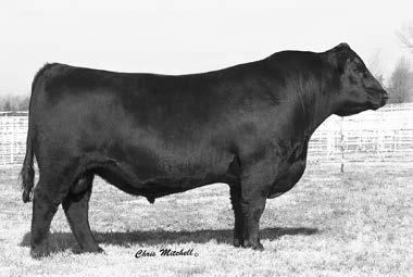 M Deer Valley Weigh Up 47130 b Lot 1 This lead-off bull of the 2016 DVF offering excels with double-digit CED along with triple digit growth and also ranks at the top of the breed for end product