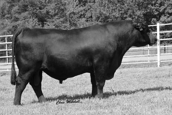 If you are looking for a bull that will put stretch and growth with performance into your next calf crop and a bull who will sire a top notch set of replacement females, this son of the DVF and
