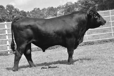 70 A surefire calving ease son of Ten X who posted BR-93 combined with %IMF-113.