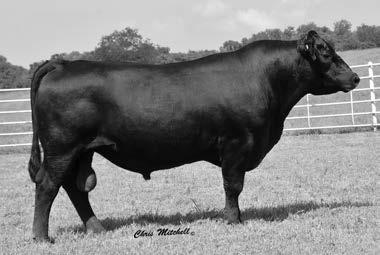 6 +52 +98 +1.16 +25 +33 +39 +.56 +.39 A grandson of the longtime Select Sires AI sire, GAR Predestined.