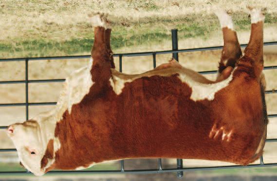 spring hereford s 38 dam of 38 38 LOEWEN 33N DOMINO D51 ET DOB: 2/27/16 P43685503 Tattoo: BE D51 Scurred {DLF,HYF,IEF} 88 H5 YANKEE 9131 {CHB} CHURCHILL YANKEE ET {CHB,SOD} H5 MS 9126 DOMET 594 {DOD}