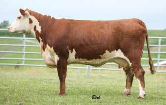 23.21 She has a heifer in the replacement pen. Even as a heifer, she raised one of the stouter bulls in our sale. This cow will make you money. Bred AI Dec.