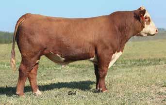 Hereford Reference Sires A BULL R EXCITEMENT 4356 {DLF,HYF,IEF} R Excitement 4356 AHA GE EPD P43711600 Calved: March 19, 2016 Tattoo: RE 4356 SHF YORK 19H Y02 {CHB}{DLF,HYF,IEF} MSU MF HUDSON 19H