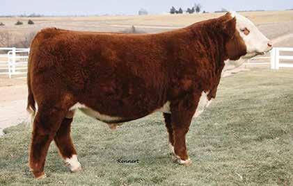 22.19 Exciting new herd sire who was the top selling bull in Rausch Herefords spring Sale.